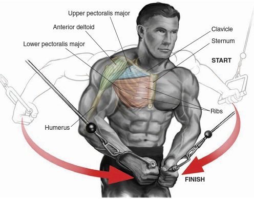 Rutina de pecho 5 ejercicios prácticos en tu rutina Adictos al Gym