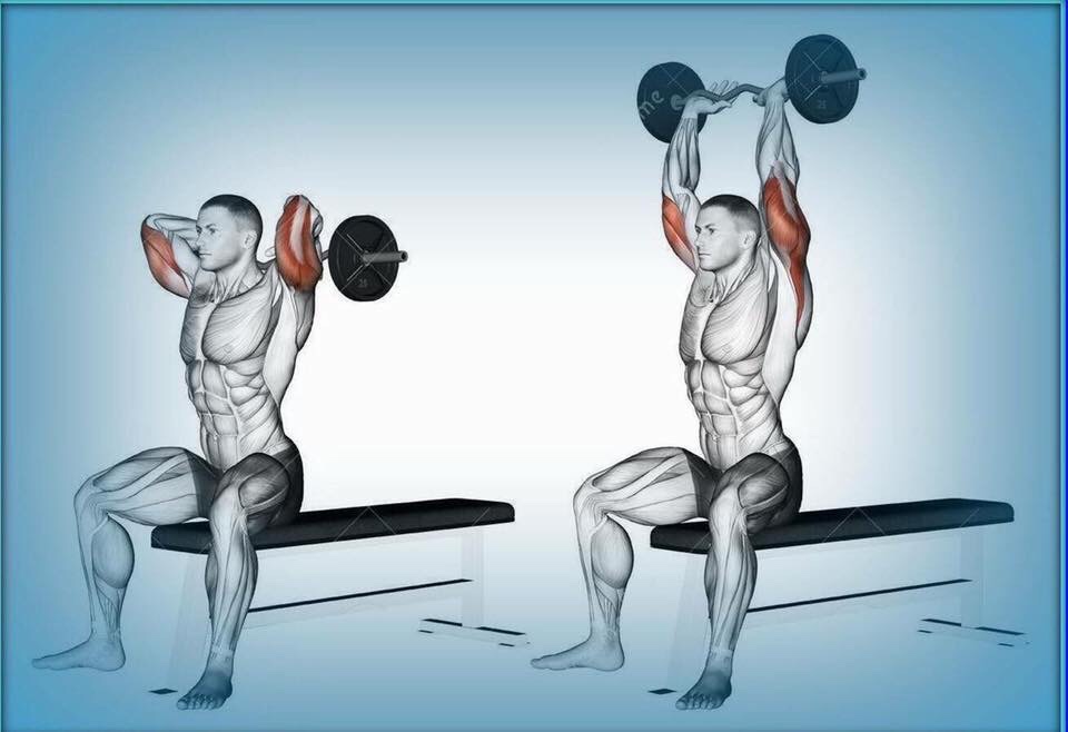 Rutina de bíceps y tríceps - Adictos al Gym